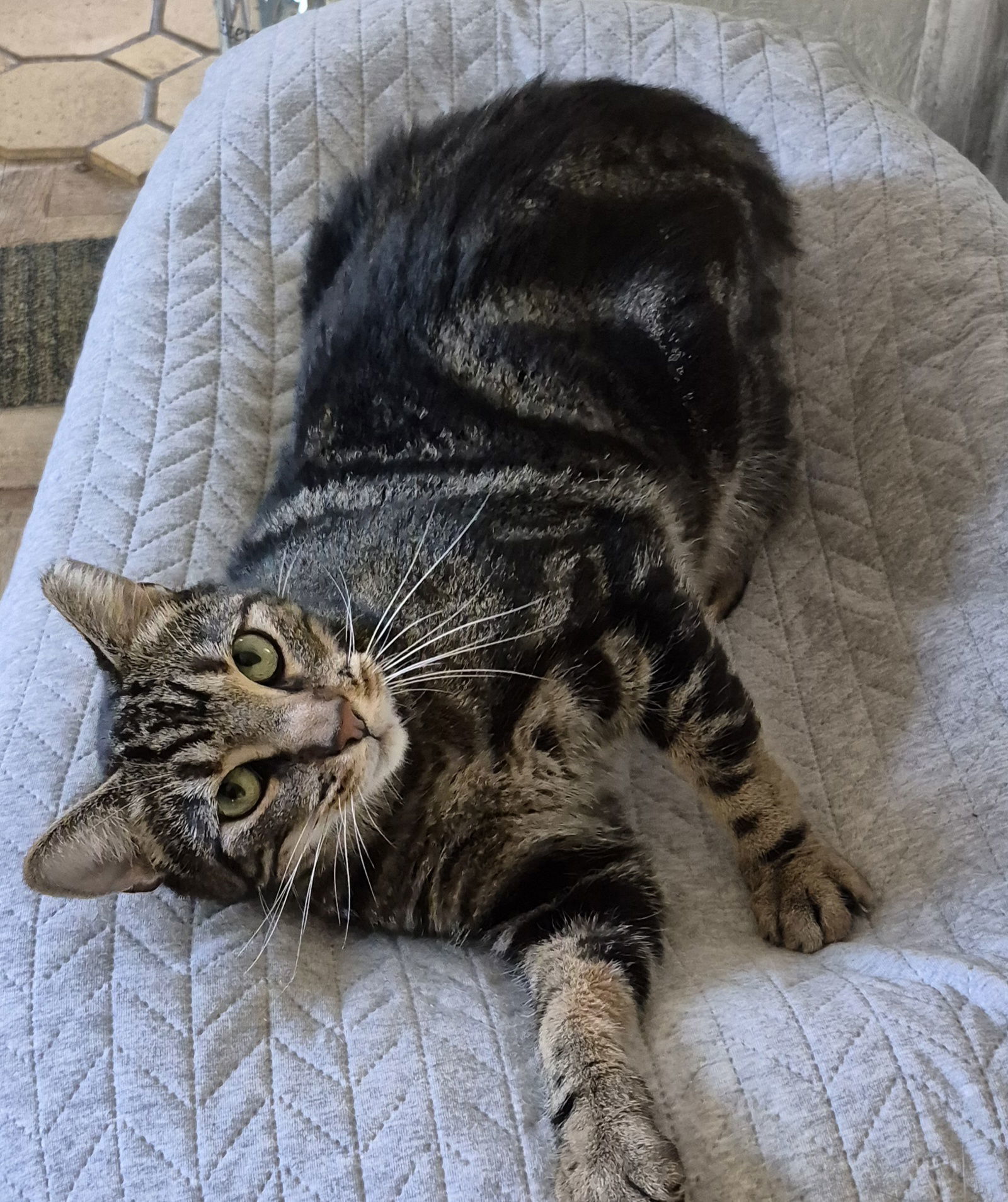 Charlie & Austin (Courtesy Post), an adoptable Domestic Short Hair in San Jose, CA, 95112 | Photo Image 2