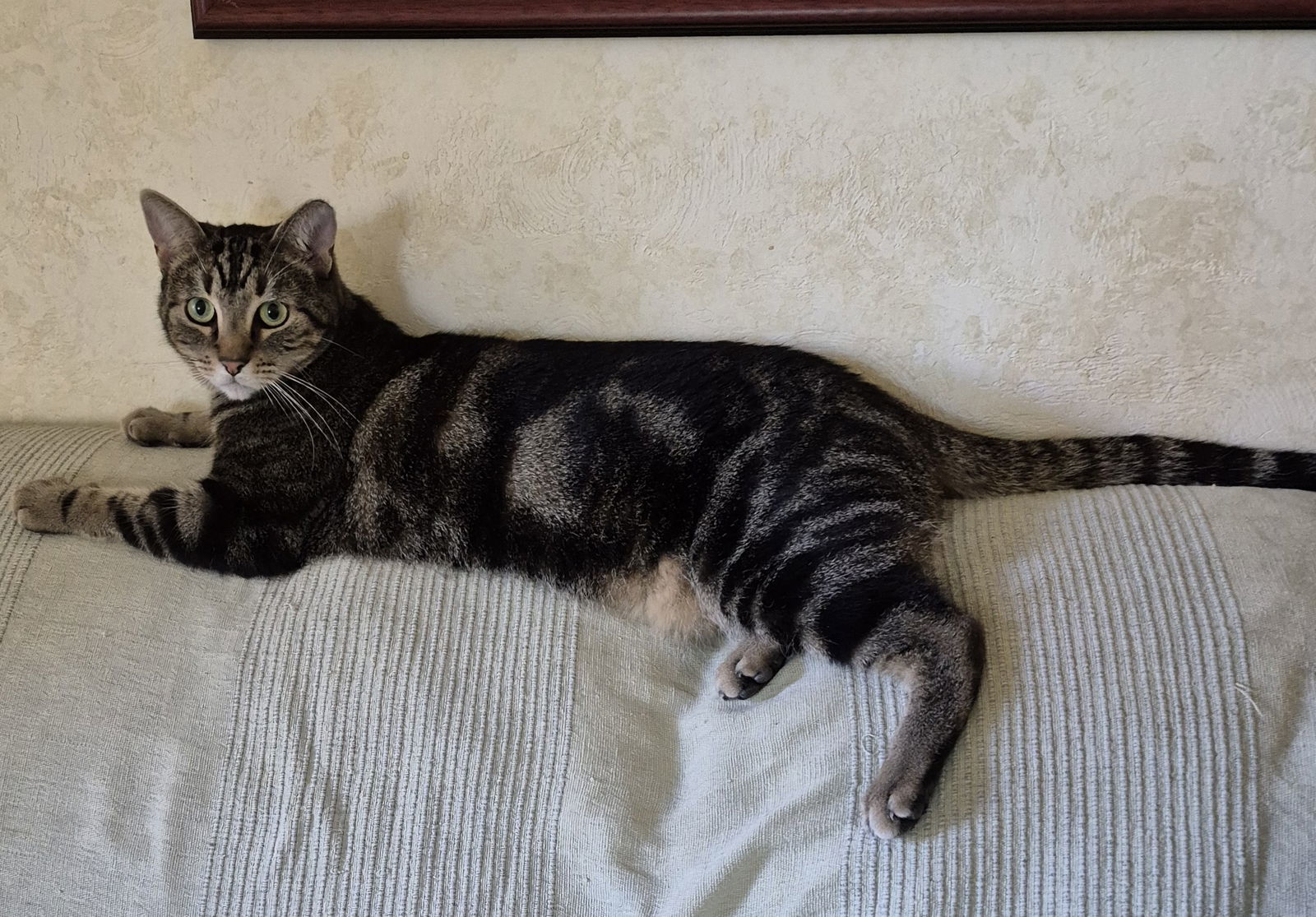 Charlie & Austin (Courtesy Post), an adoptable Domestic Short Hair in San Jose, CA, 95112 | Photo Image 3