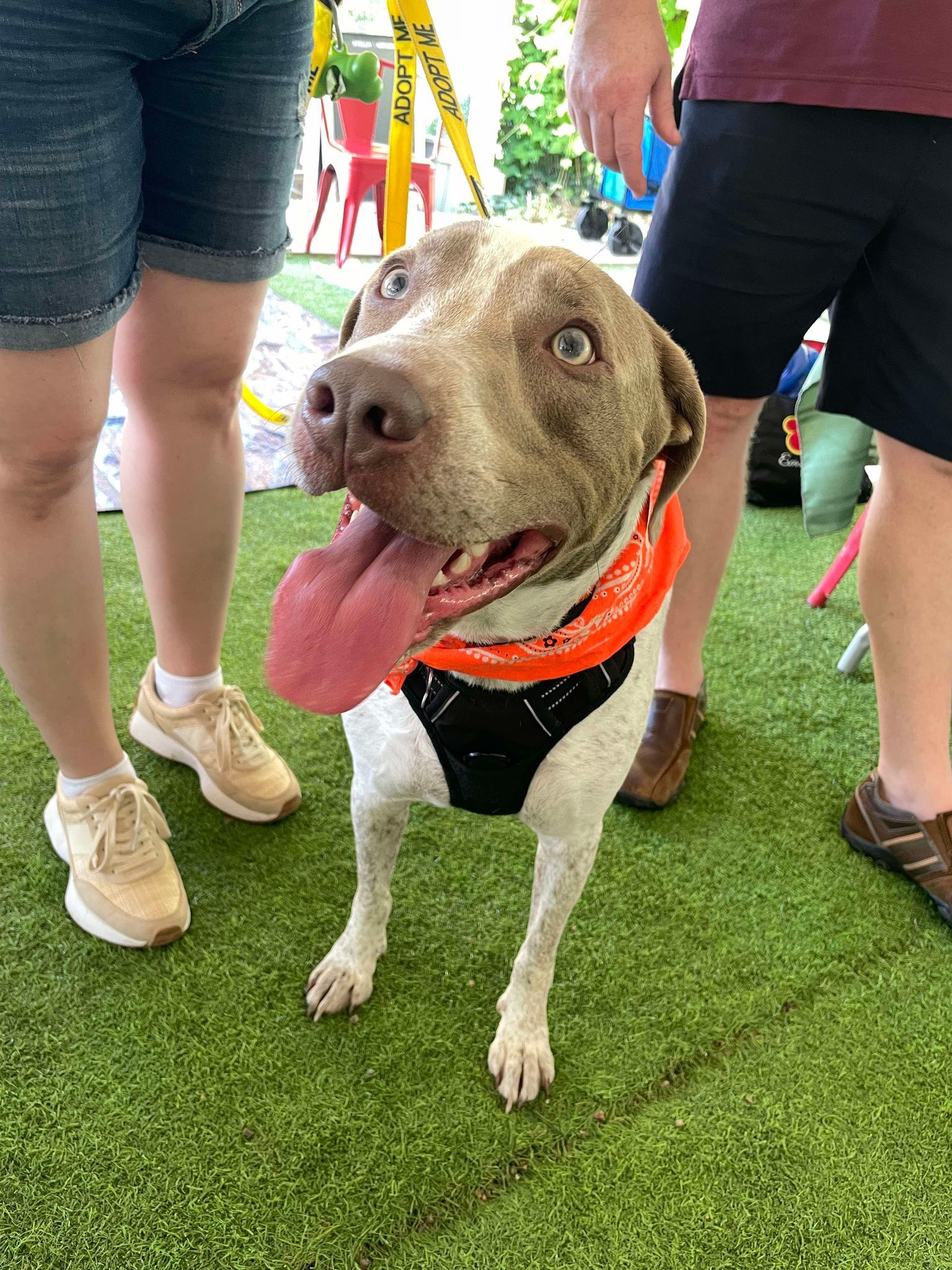 Chester, an adoptable Hound, Labrador Retriever in Holly Springs, NC, 27540 | Photo Image 2