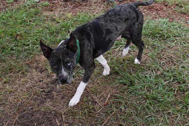 Catahoula boston best sale terrier mix