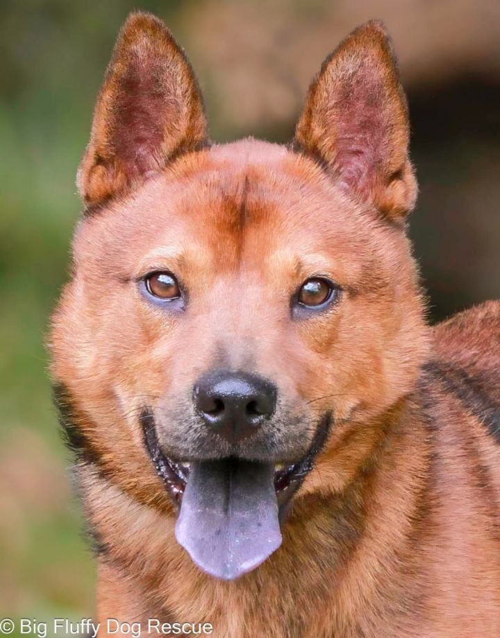 Chow chow outlet petfinder