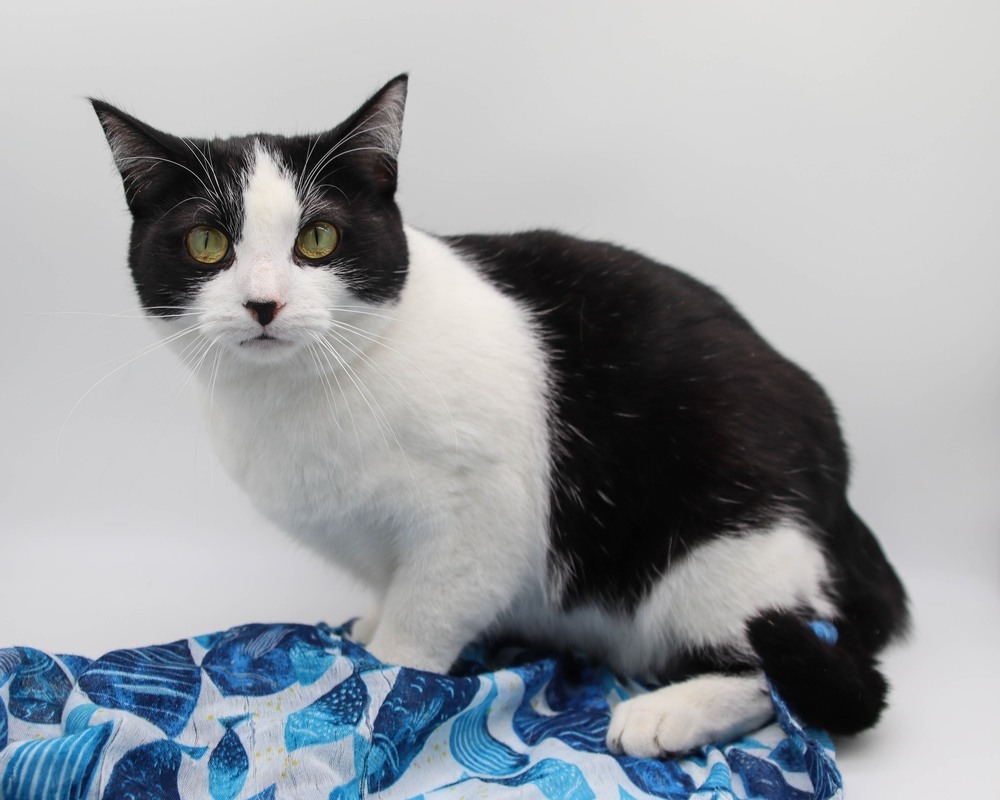 Raaper, an adoptable Domestic Short Hair in Muskegon, MI, 49444 | Photo Image 1