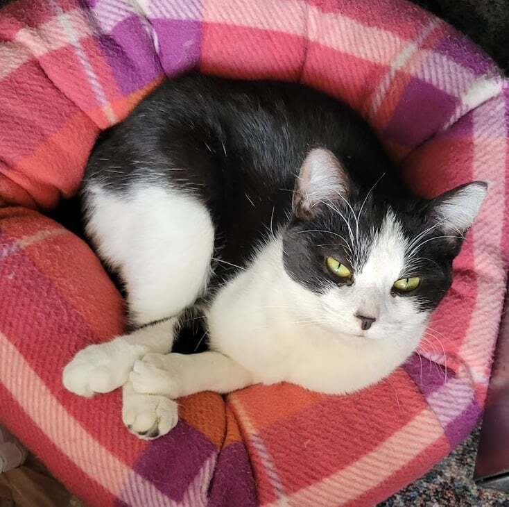 Raaper, an adoptable Domestic Short Hair in Muskegon, MI, 49444 | Photo Image 1