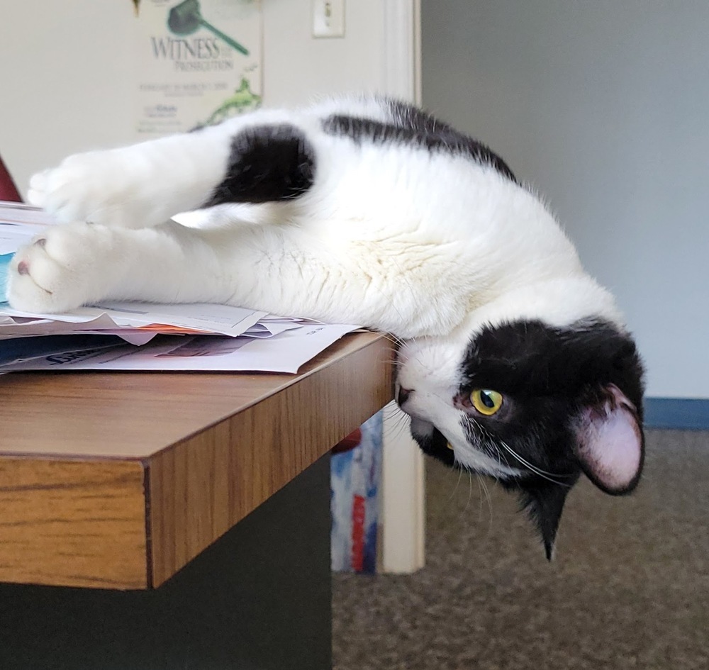 Raaper, an adoptable Domestic Short Hair in Muskegon, MI, 49444 | Photo Image 3