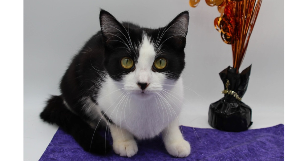 Raaper, an adoptable Domestic Short Hair in Muskegon, MI, 49444 | Photo Image 3