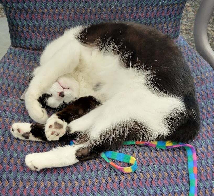 Raaper, an adoptable Domestic Short Hair in Muskegon, MI, 49444 | Photo Image 5