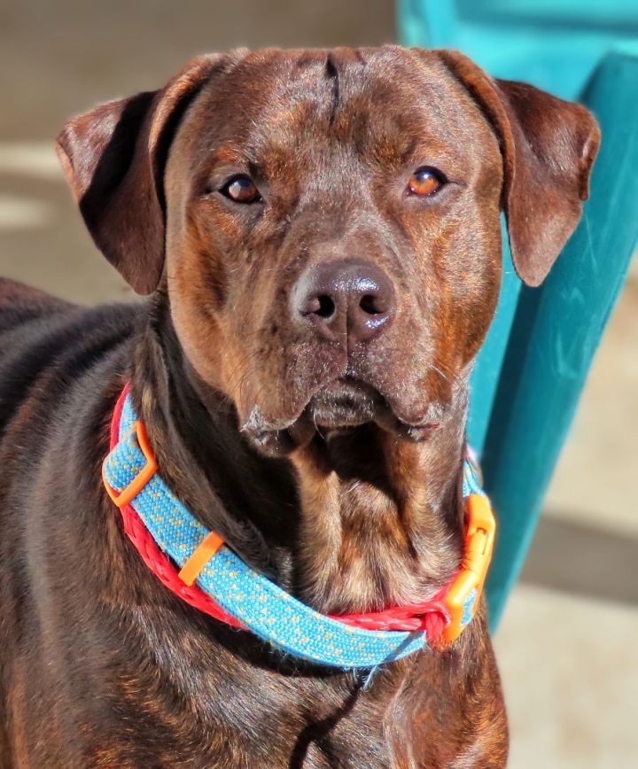 Rottweiler mixed with blue best sale nose pitbull