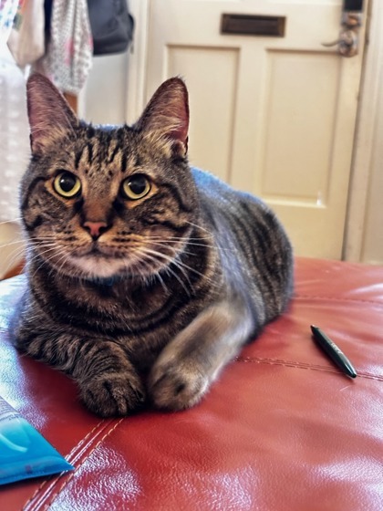 Buckwheat, an adoptable Domestic Medium Hair, Domestic Short Hair in Savannah, GA, 31410 | Photo Image 1