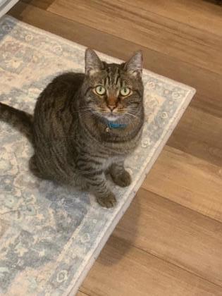 Buckwheat, an adoptable Domestic Medium Hair, Domestic Short Hair in Savannah, GA, 31410 | Photo Image 3