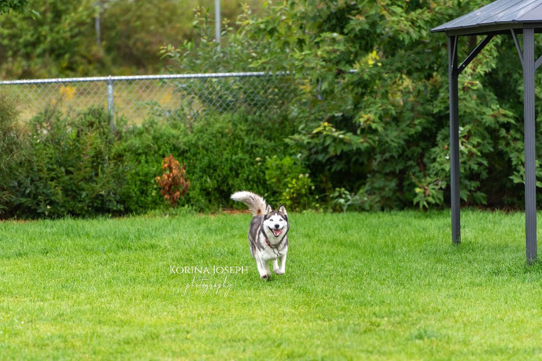 Muska, an adoptable Husky in Sherbrooke, QC, J1L 1L6 | Photo Image 1