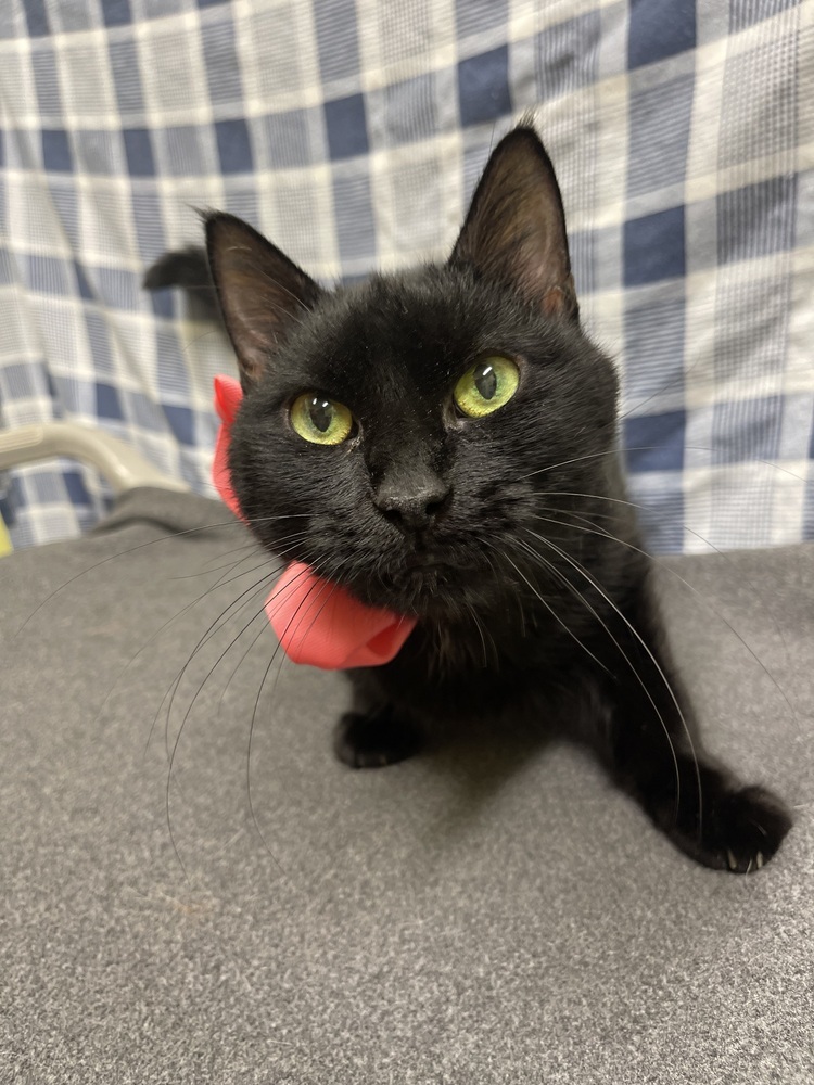 Marcella, an adoptable Domestic Short Hair in Dickson, TN, 37055 | Photo Image 1