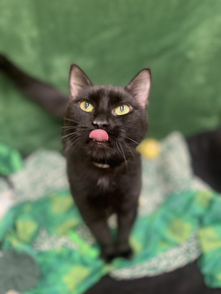 Marcella, an adoptable Domestic Short Hair in Dickson, TN, 37055 | Photo Image 3