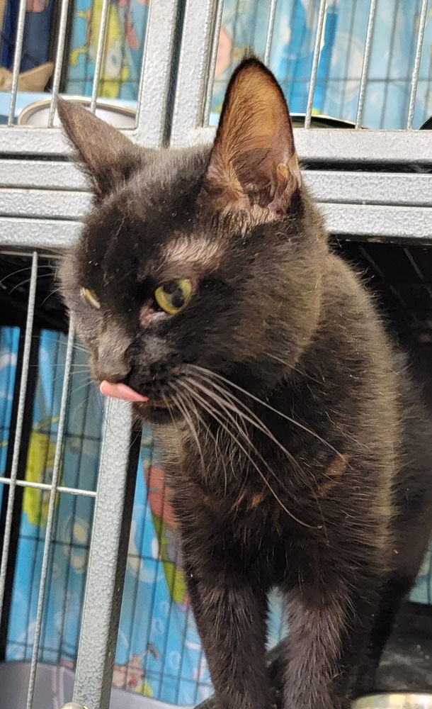 Marcella, an adoptable Domestic Short Hair in Dickson, TN, 37055 | Photo Image 5