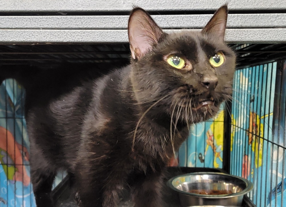 Marcella, an adoptable Domestic Short Hair in Dickson, TN, 37055 | Photo Image 6