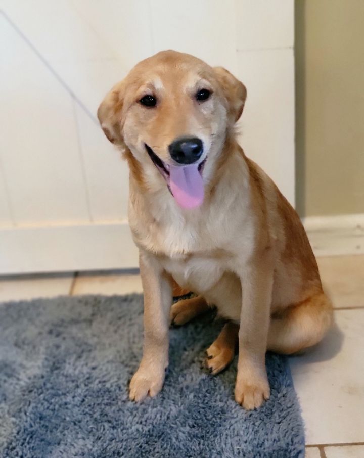 Elkhound golden retriever store mix