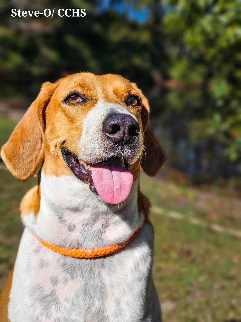 Steve O, an adoptable Hound in New Bern, NC, 28563 | Photo Image 1