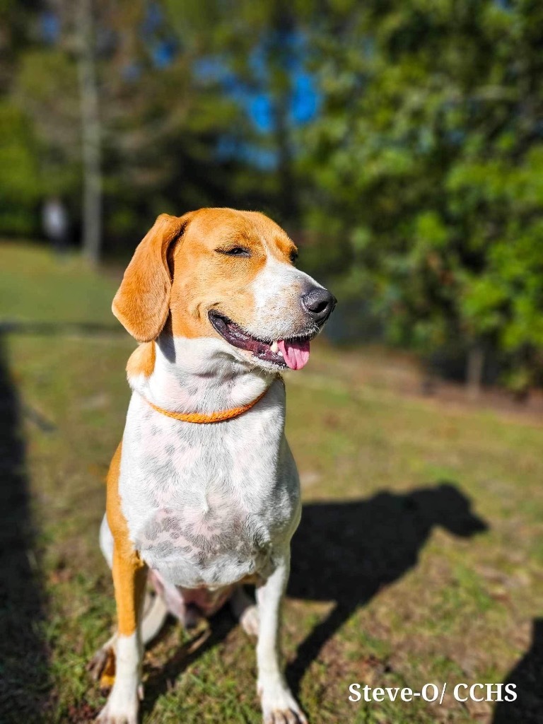 Steve O, an adoptable Hound in New Bern, NC, 28563 | Photo Image 2