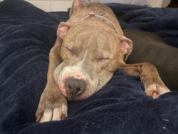 Cobbler, an adoptable American Staffordshire Terrier in Raleigh, NC, 27610 | Photo Image 1