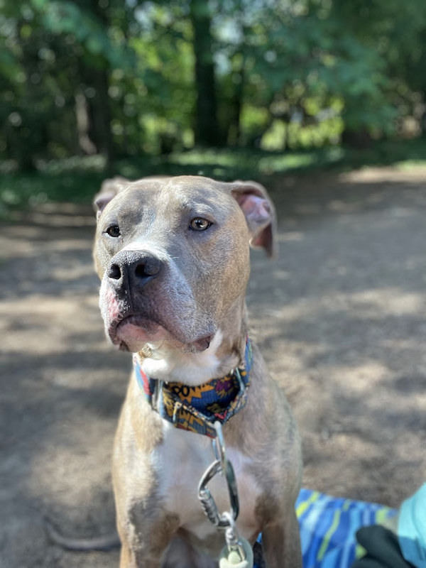 Cobbler, an adoptable American Staffordshire Terrier in Raleigh, NC, 27610 | Photo Image 3