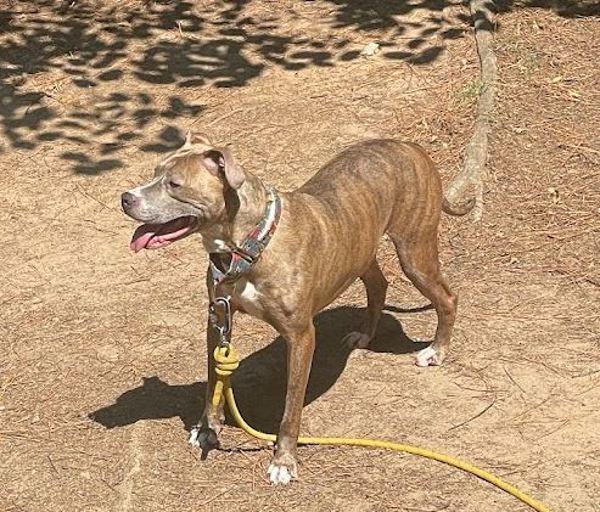 Cobbler, an adoptable American Staffordshire Terrier in Raleigh, NC, 27610 | Photo Image 5