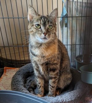 Raya, Adult Female Domestic Short Hair