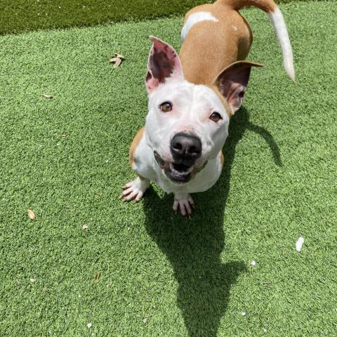 Hazel, an adoptable Pit Bull Terrier, Corgi in LOXAHATCHEE, FL, 33470 | Photo Image 3