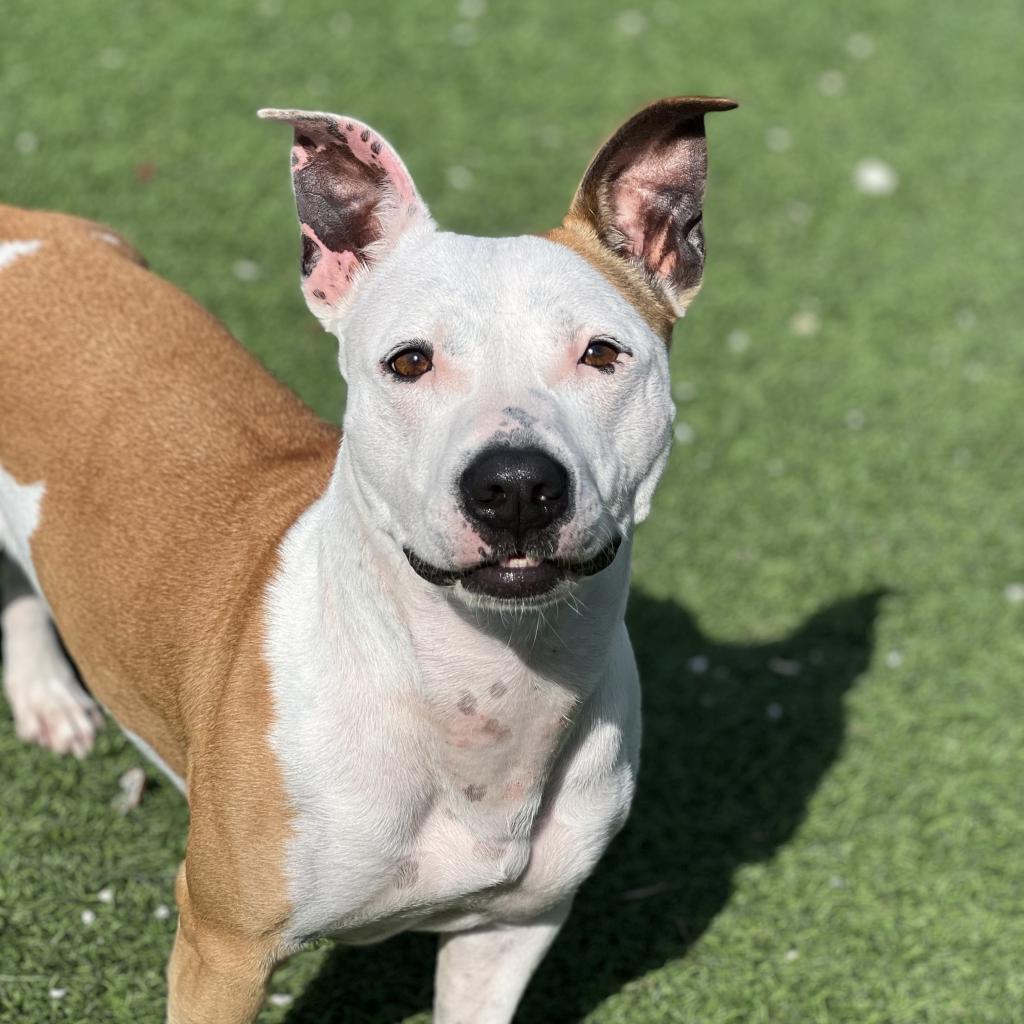 Hazel, an adoptable Pit Bull Terrier, Corgi in LOXAHATCHEE, FL, 33470 | Photo Image 3