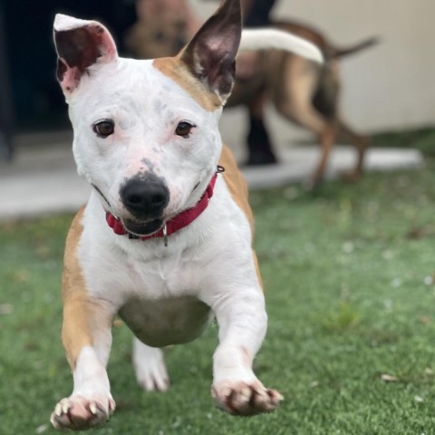 Hazel, an adoptable Pit Bull Terrier, Corgi in LOXAHATCHEE, FL, 33470 | Photo Image 1