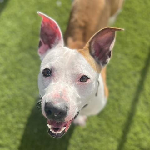 Hazel, an adoptable Pit Bull Terrier, Corgi in LOXAHATCHEE, FL, 33470 | Photo Image 6