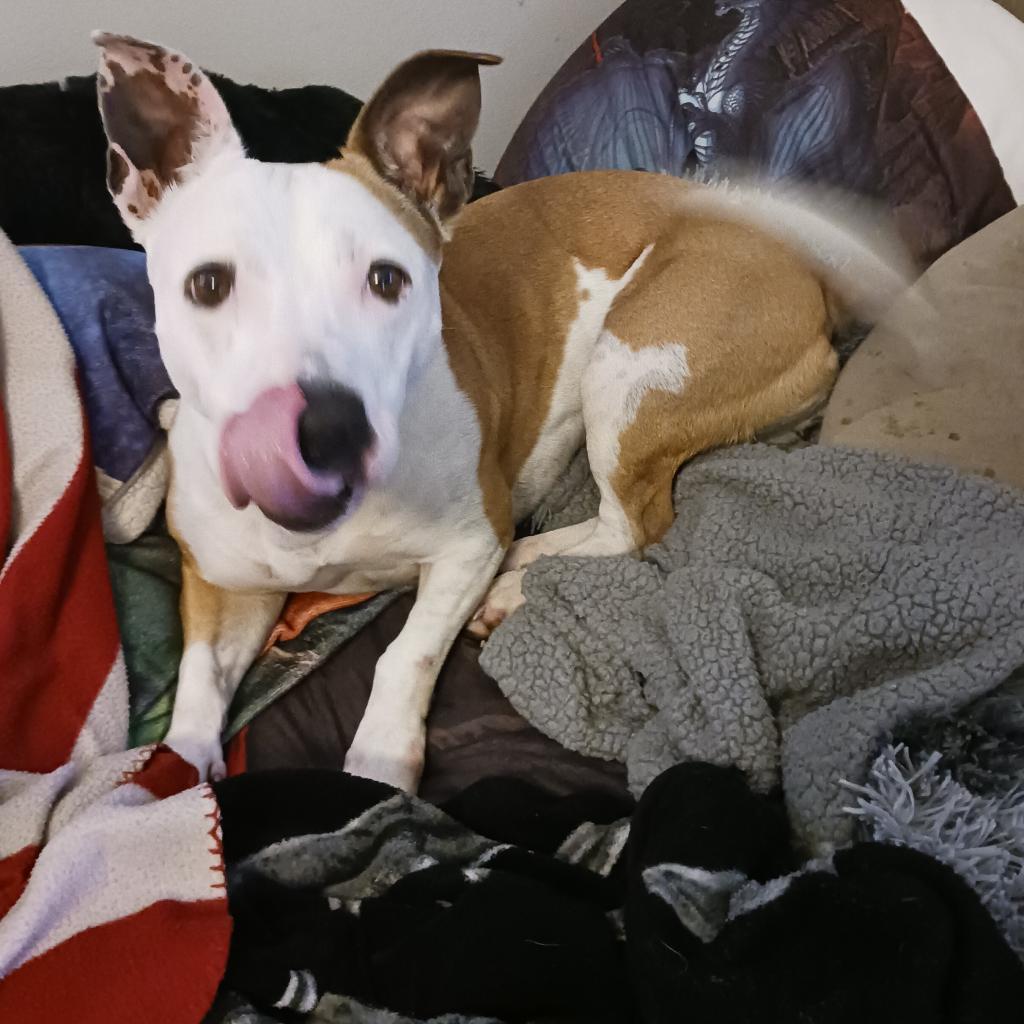 Hazel 6081, an adoptable Pit Bull Terrier, Corgi in LOXAHATCHEE, FL, 33470 | Photo Image 6