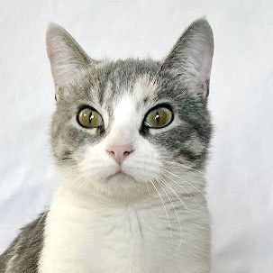 Emerald, an adoptable Domestic Short Hair in Laramie, WY, 82073 | Photo Image 1