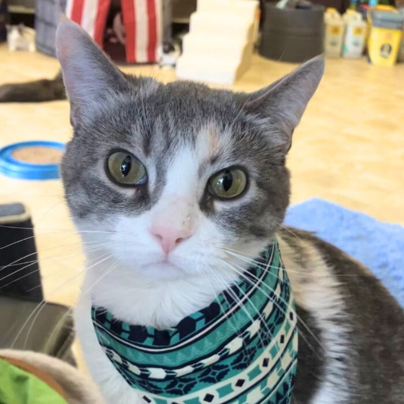 Emerald, an adoptable Domestic Short Hair in Laramie, WY, 82073 | Photo Image 1