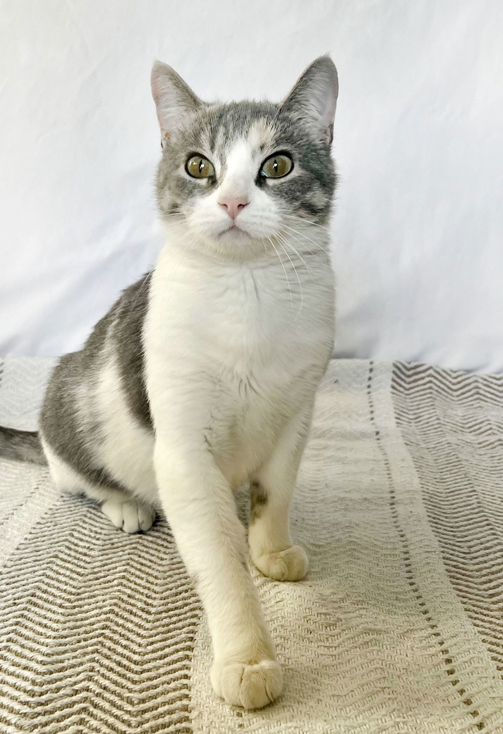 Emerald, an adoptable Domestic Short Hair in Laramie, WY, 82073 | Photo Image 3