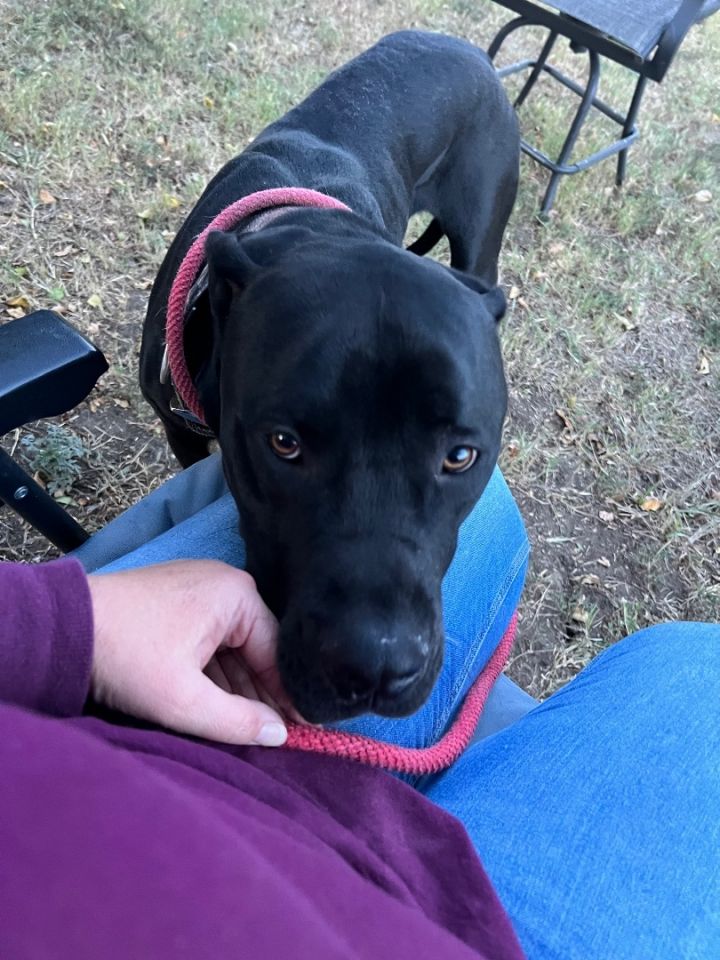 Rhodesian ridgeback store x cane corso