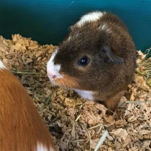My name is Febe and Im a male 3 year old guinea pig I love to run around and I