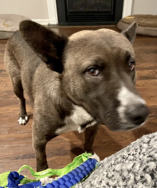 Capone, an adoptable Siberian Husky, American Staffordshire Terrier in Raleigh, NC, 27610 | Photo Image 3