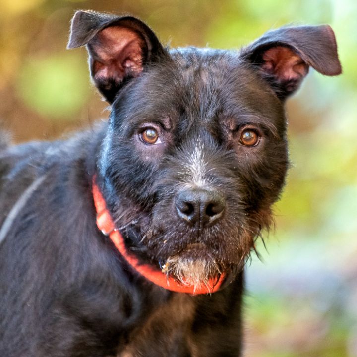 Wire haired hotsell bull terrier