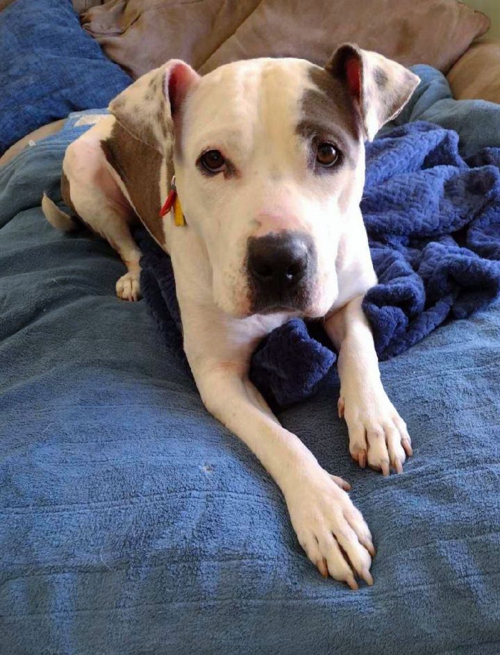 Maya (Adopted) 2