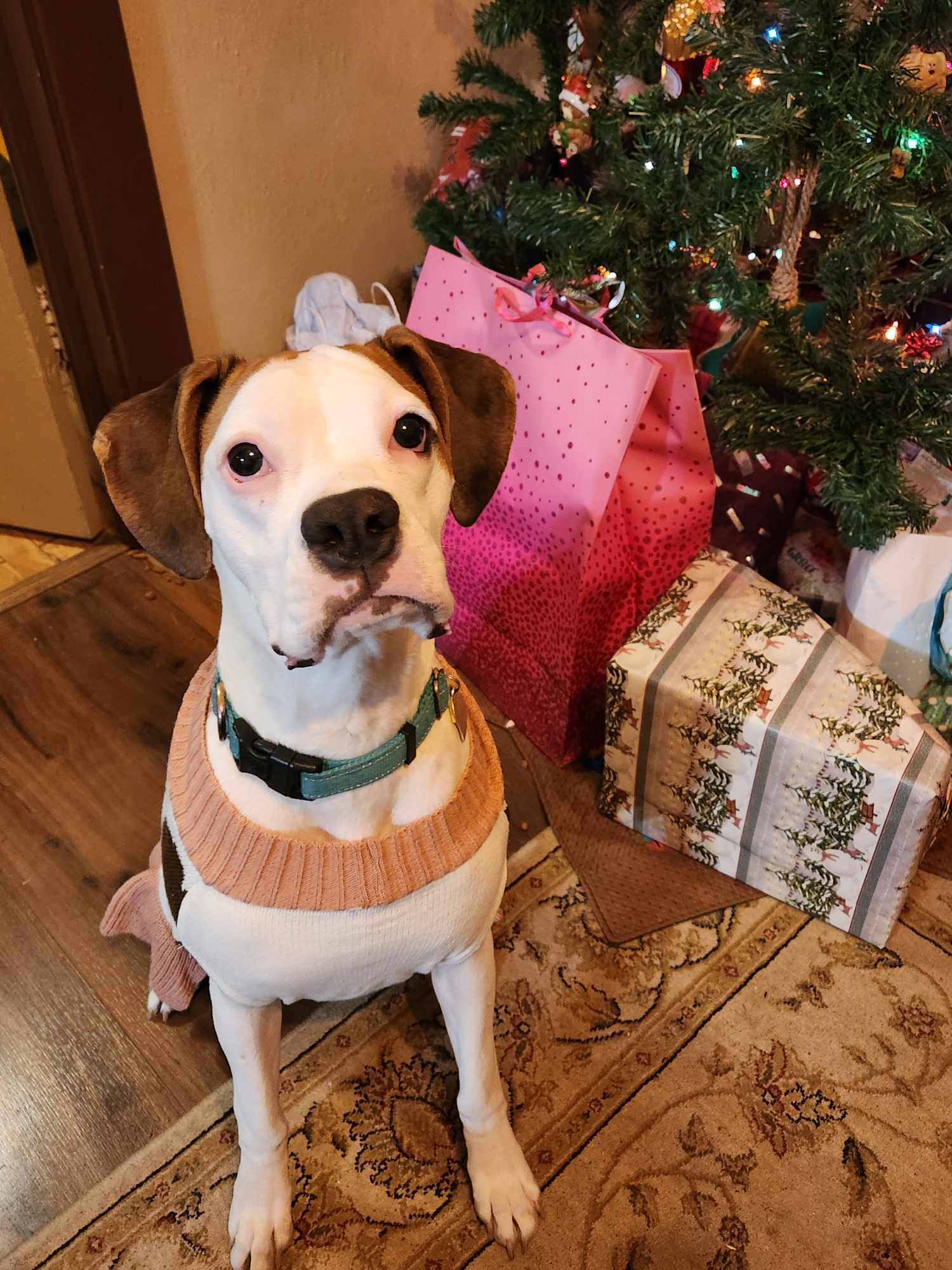 Lyla, an adoptable Boxer in Shakopee, MN, 55379 | Photo Image 1