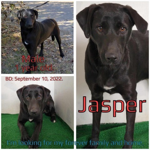 Jasper detail page