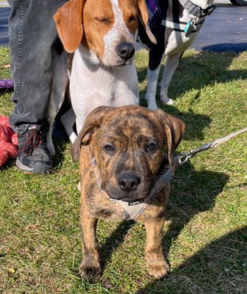 Bandit, an adoptable Beagle & Labrador Retriever Mix in West Decatur, PA_image-3
