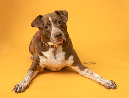 Ritchi (Sponsored), an adoptable Pointer, Mixed Breed in Rhinelander, WI, 54501 | Photo Image 1