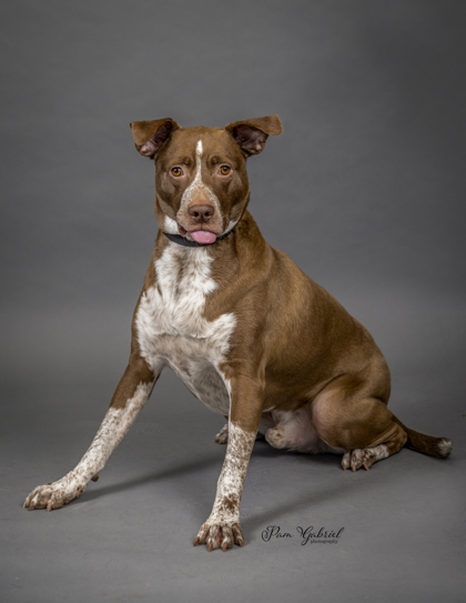 Ritchi (Sponsored), an adoptable Pointer, Mixed Breed in Rhinelander, WI, 54501 | Photo Image 2