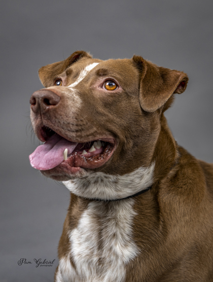 Ritchi (Sponsored), an adoptable Pointer, Mixed Breed in Rhinelander, WI, 54501 | Photo Image 3