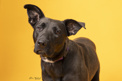 Maple *In foster* (Sponsored), an adoptable Shepherd, Mixed Breed in Rhinelander, WI, 54501 | Photo Image 1