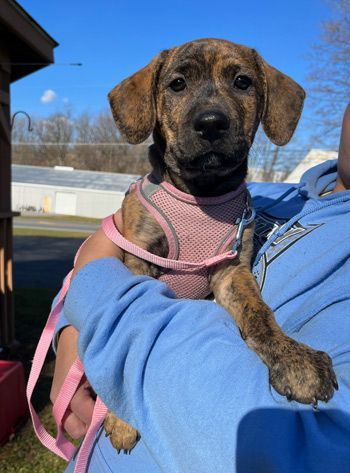 Missy, an adoptable Beagle & Labrador Retriever Mix in West Decatur, PA_image-3