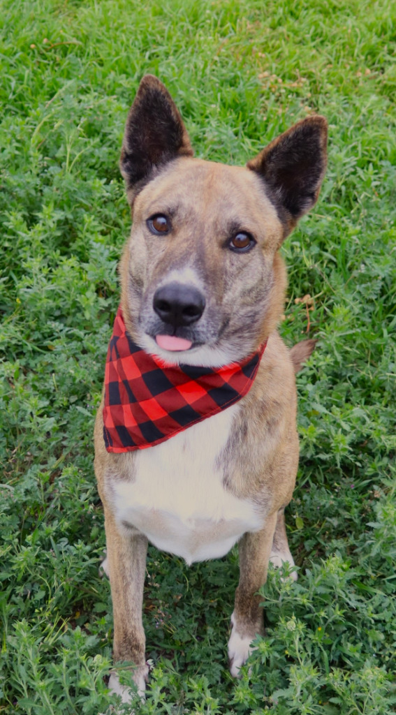 Maizy, an adoptable Catahoula Leopard Dog, Husky in Junction, TX, 76849 | Photo Image 1