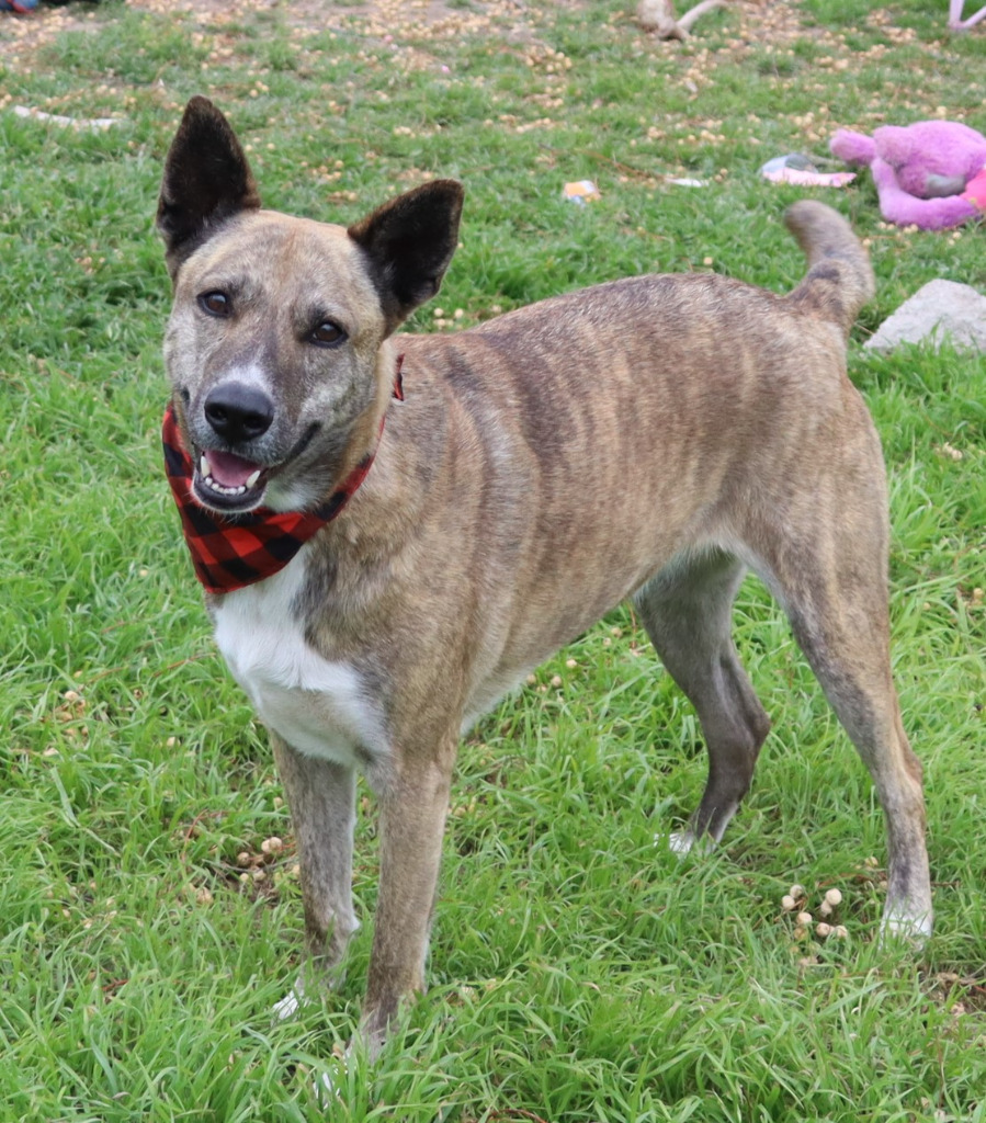 Maizy, an adoptable Catahoula Leopard Dog, Husky in Junction, TX, 76849 | Photo Image 2