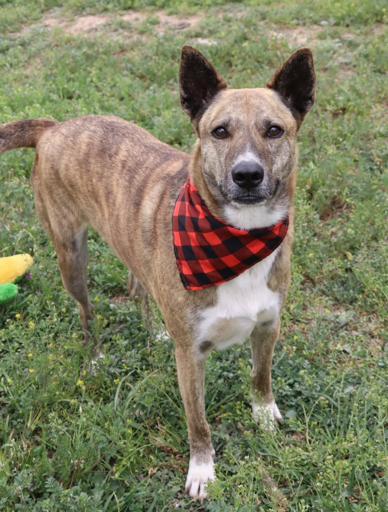 Maizy, an adoptable Catahoula Leopard Dog, Husky in Junction, TX, 76849 | Photo Image 3