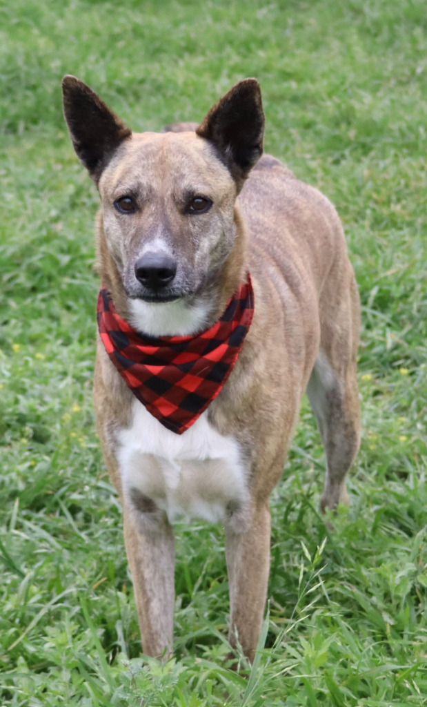 Maizy, an adoptable Catahoula Leopard Dog, Husky in Junction, TX, 76849 | Photo Image 4